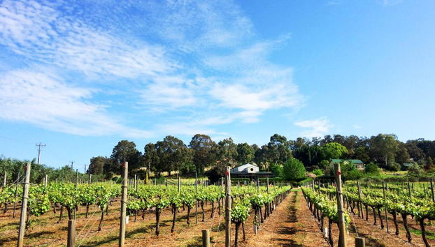 Perth Hills Wine, Cider and Cheese - Half Day Premium Small Group Tour - Foto 4